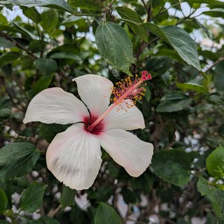 A white hibiscus with a crimson center